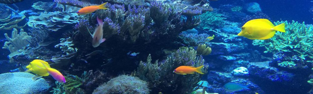 Welcome to Scuba Cash, an online advertising company which pays per action offering our members paid to read emails, get paid to click ads and paid to promote, manual surf, treasure room, affiliate pages & personal pages - free upgrade - 1 referral level 10% - excellent advertising results and responsive PO Hana C